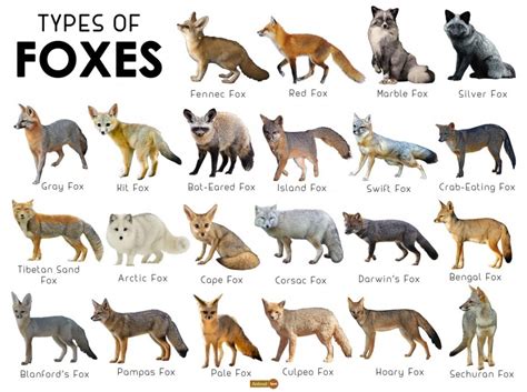 what animals are similar to foxes